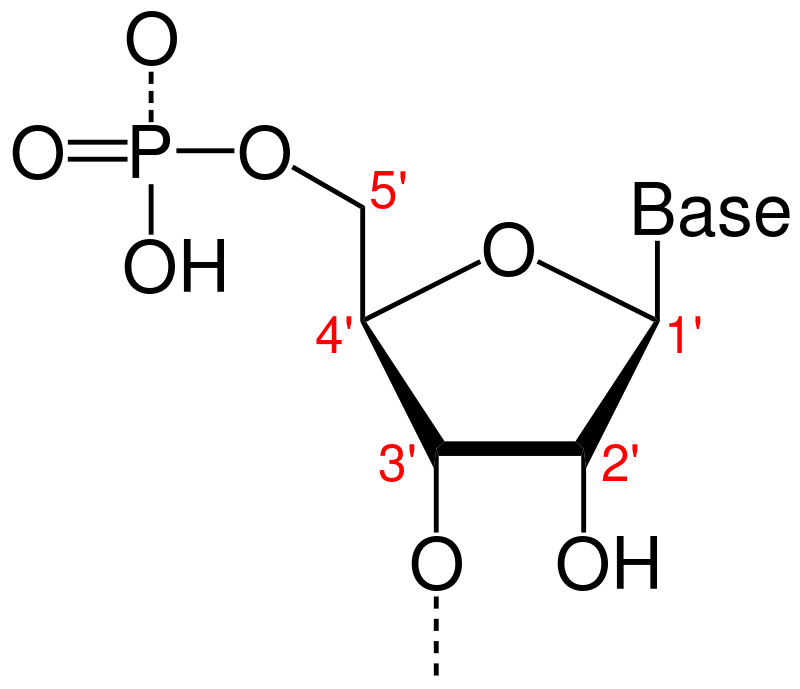 <p>5 carbon sugar:</p><ul><li><p>1’ carbon = nitrogenous base attaches</p></li><li><p>3’ carbon = -OH group</p></li><li><p>5’ carbon = phosphate attaches</p></li></ul>