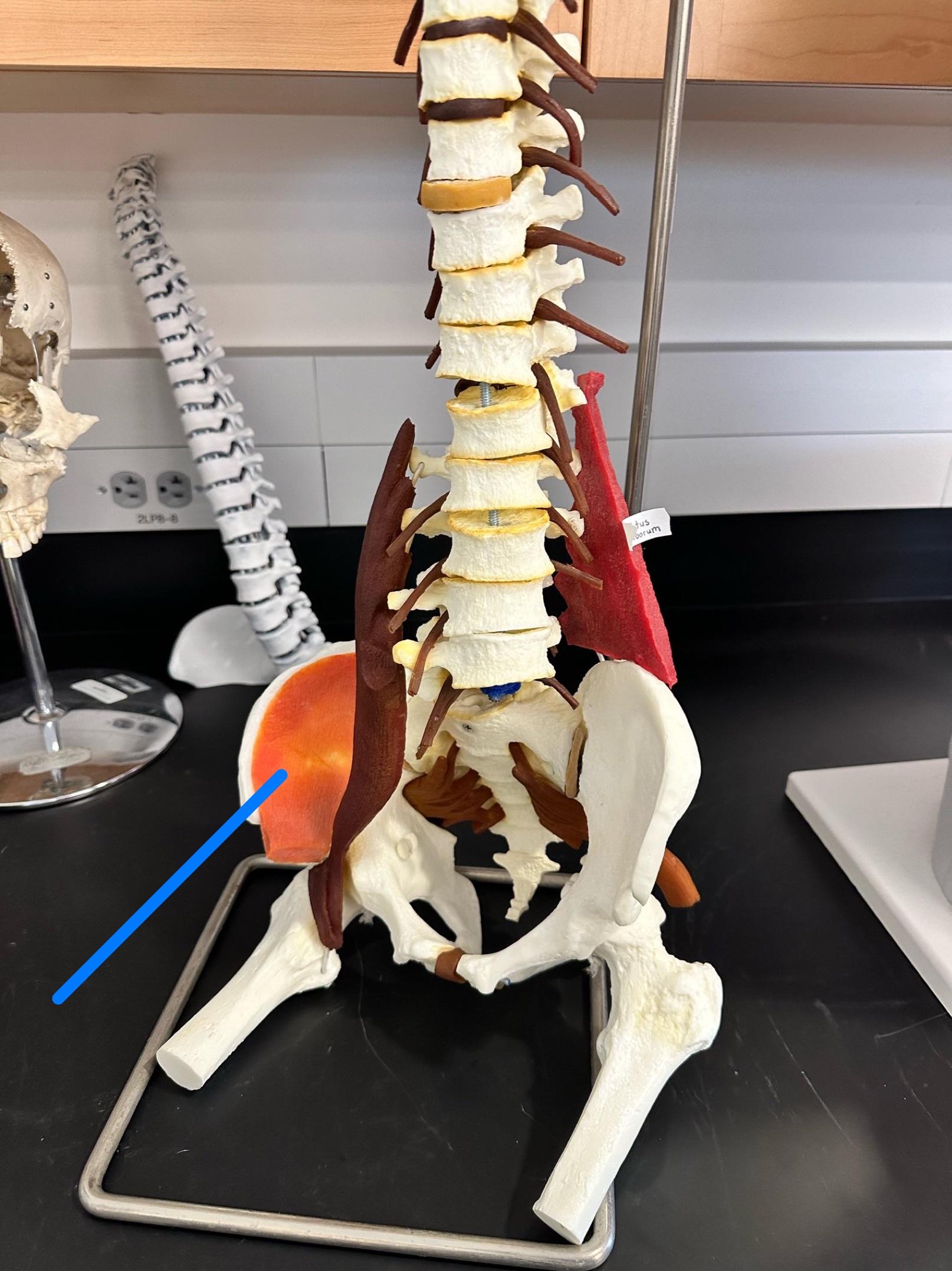 <p>ID muscle</p>