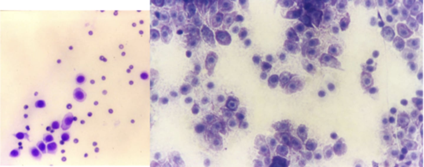 <p>What kind of round cell tumor is this found in a cat?</p>