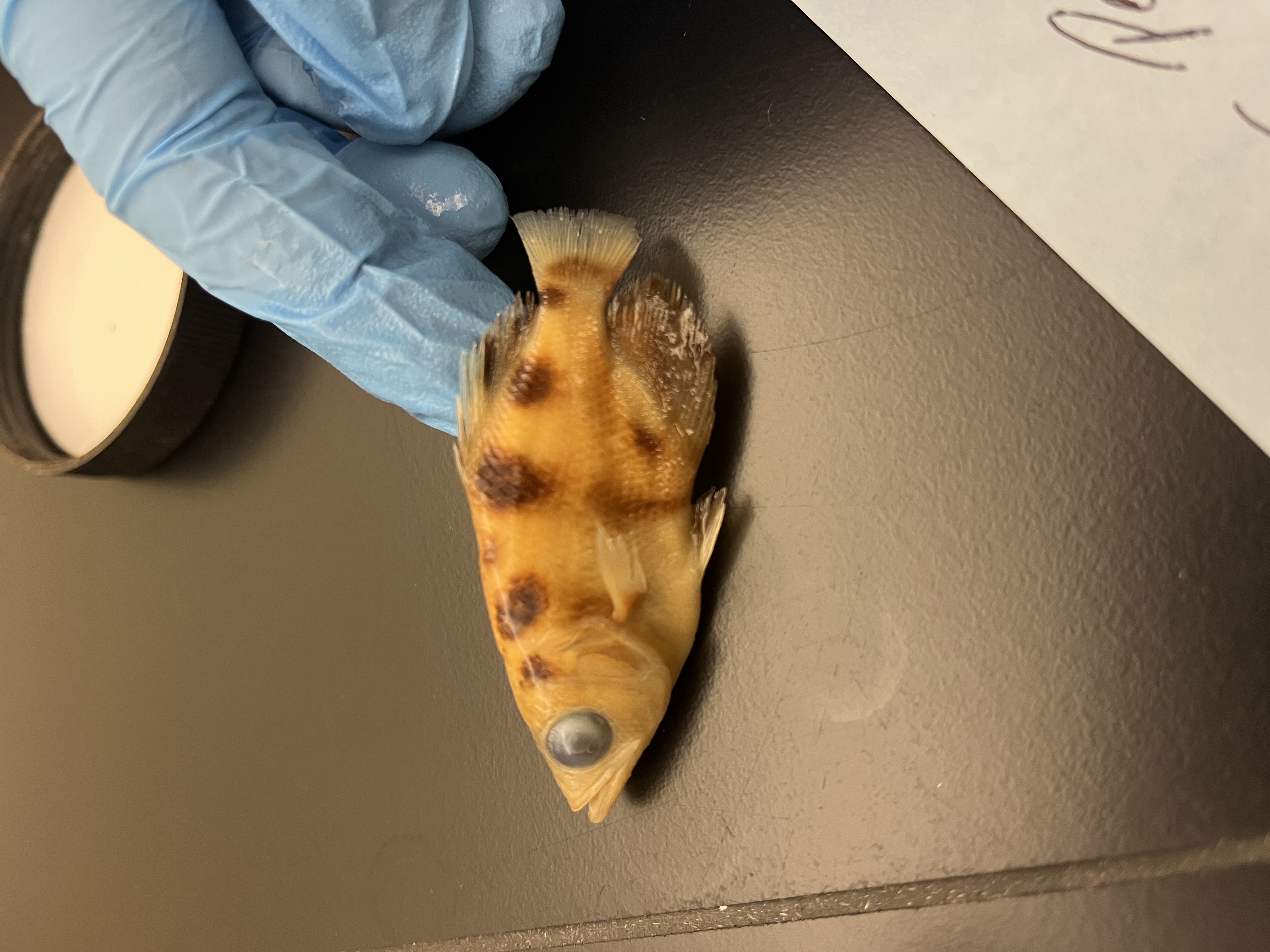 <p>Archerfishes</p>