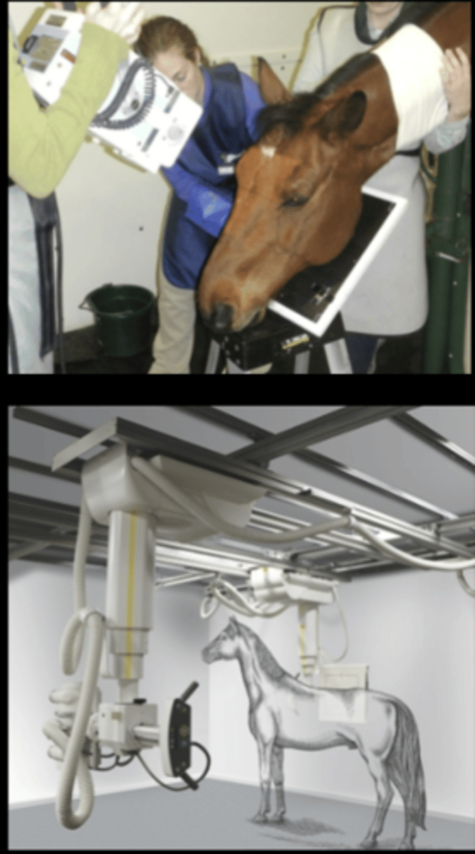 <p>- Sedation necessary</p><p>- done standing (rarely recumbent)</p><p>- Lateral, DV, obliques</p><p>• Horizontal Beam (mostly)</p><p>- Overhead tube</p><p>- Portable generator</p><p>• Understand the way to make images</p>