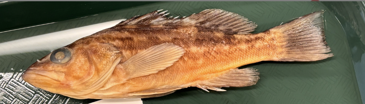 <p>Kelp Bass (“calico bass) <strong>Genus</strong></p>