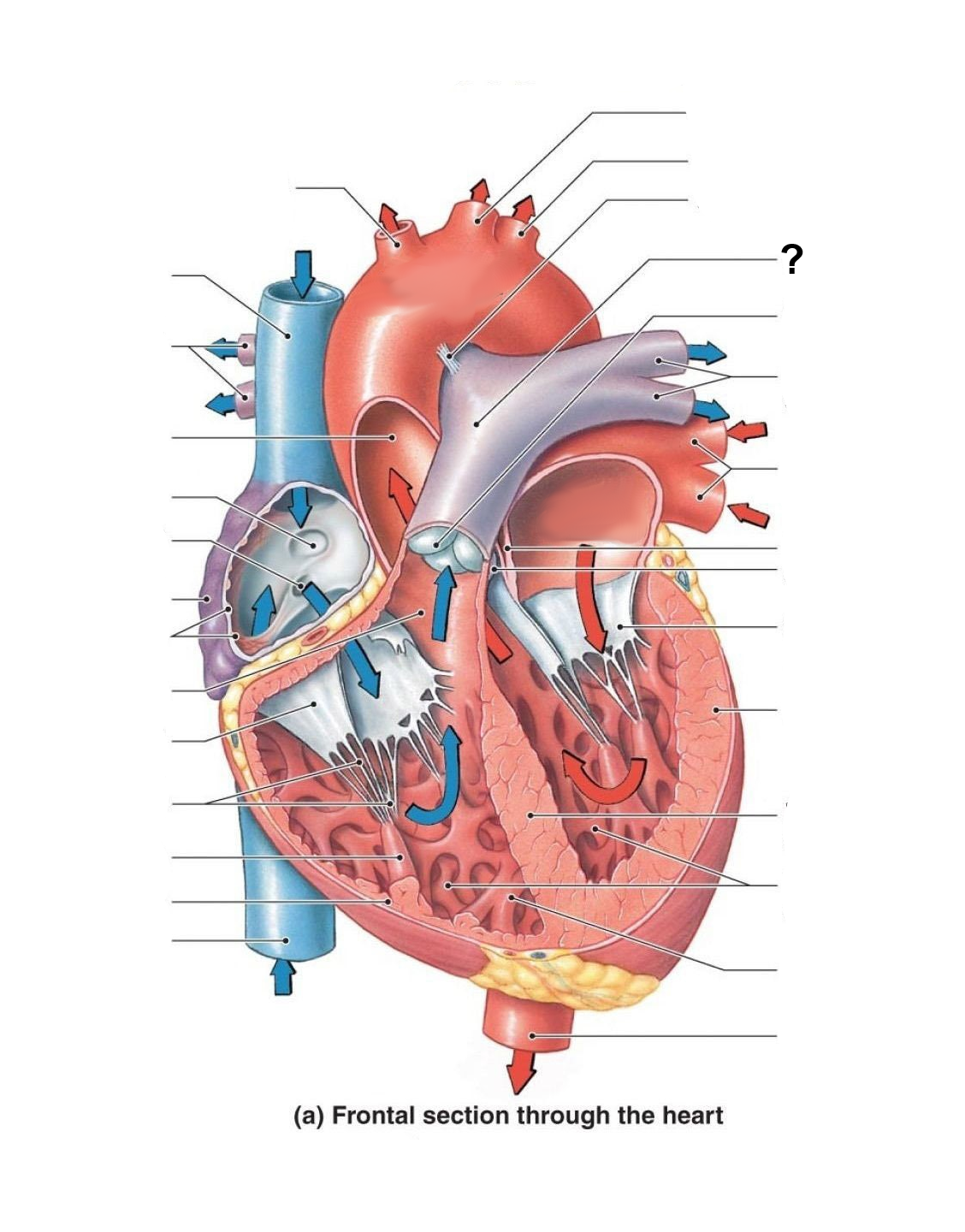 <p>Identify the labeled structure</p>