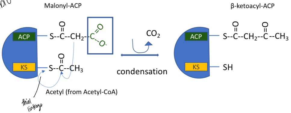 <p>begins with malonyl-ACP and Acetyl group (from acetyl-CoA) at the KS domain</p><p><strong>condensation</strong> reaction, CO<sub>2</sub> lost allows it to be favorable</p><ul><li><p>catalyzed by fatty acid synthase I</p></li><li><p>forming beta-ketoacyl-ACP</p></li></ul><p></p>