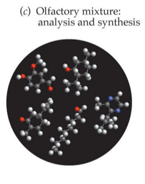 <ul><li><p>Analysis and synthesis</p></li><li><p>When we are not trained we sense mixtures of odours in synthetic way (synthesis)</p></li><li><p>We can train to splitting apart different senses (analysis)</p></li></ul><p></p>