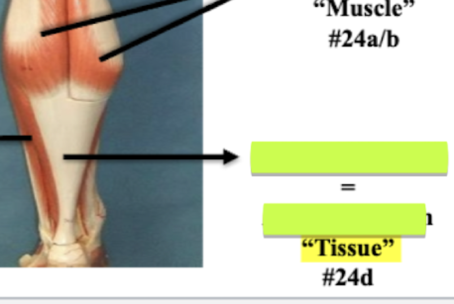 <p>Label Tissue 24d </p>