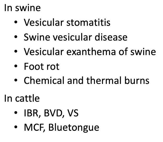 <p>includes diseases like vesicular stomatitis, contagious ecthyma, and other viral infections that cause similar clinical signs. </p>