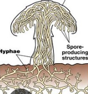 <p>Mycelia</p>