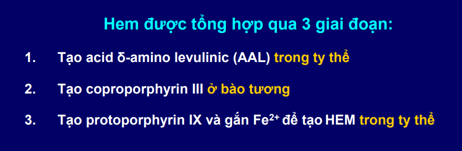 <ol><li><p>Tạo Delta-amino levulinic acid(ALA hoặc AAL) ở ti thể</p></li><li><p>Tạo coproporphyrin III ở bào tương</p></li><li><p>Tạo protoporphyrin IX và gắn Fe<sup>2+</sup> tạo Heme ở ti thể</p></li></ol><p></p>