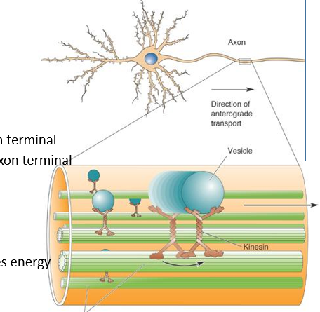 <p>Physically transported:</p><ul><li><p>proteins (so they can be incorporated into the cell membrane or serve other specilised processes)</p></li><li><p>neurotransmitters</p></li><li><p>metabolites</p></li></ul><p>(Information/ electrical signals are not transported physically)</p><p></p><p>Transport direction: </p><p>-anterograde (forwards/ towards axon terminal) via kinesin</p><p>-retrograde (backwards/ away from axon terminal) via dynein</p><p></p><p>1) Fast axoplasmic transport</p><p>Kinesin molecules (motor proteins) basically walk along the microtubules (carrying a vesicle). Highly energy consuming process</p><ul><li><p>proteins synthesized in the soma are actively transported towards the axon terminal (anterograde?)</p></li><li><p>metabolic waste products from axon terminal are transported to cell body (retrograde?)</p></li><li><p>1 m/ day</p></li></ul><p></p><p>2) Slow axoplasmic transport </p><p>-mechanisms unclear (it’s not simply passive diffusion - does require energy, but the speed are quite different to that of fast transport)</p><ul><li><p>0.1-10mm/ day</p></li></ul><p></p>