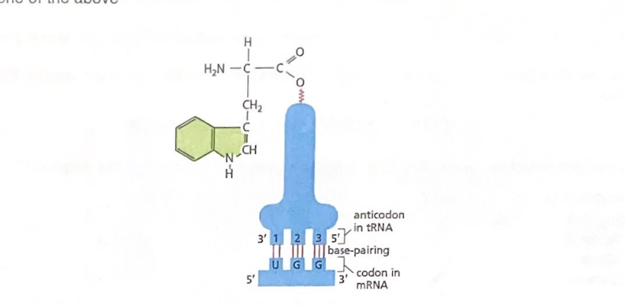 <p>Shown above is a tRNA for tryptophan. What is the anticodon and its the correct way to write it on a database?</p>