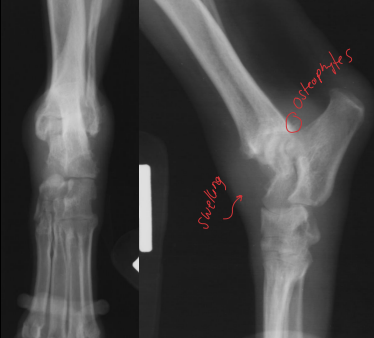 <ul><li><p><strong>Cause</strong></p><ul><li><p>Adults with penetrating wounds or no wound history in puppies</p></li><li><p>Joint infection </p></li></ul></li><li><p><strong>CS</strong></p><ul><li><p>Severe pain and joint effusion, lameness, fever, anorexia, lethargy, single joint (except puppies) </p></li></ul></li><li><p><strong>RS</strong></p><ul><li><p>tissue swelling, chronic bony changes,<strong> gas </strong>in tissue,<strong> lysis, severe subchondral erosion</strong></p></li></ul></li></ul><p></p>