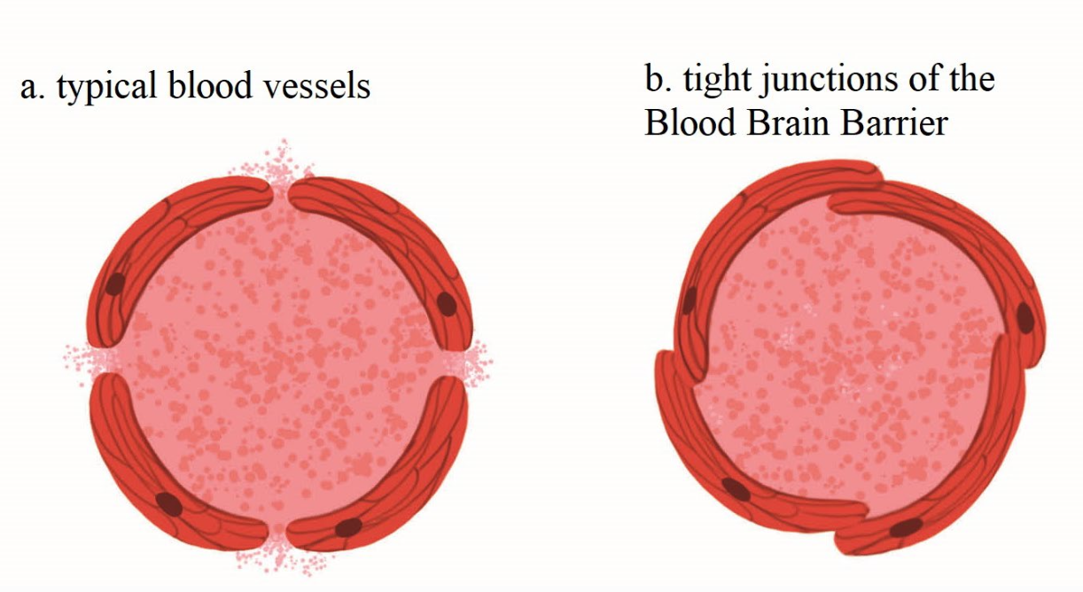 <p>blood brain barrier </p>