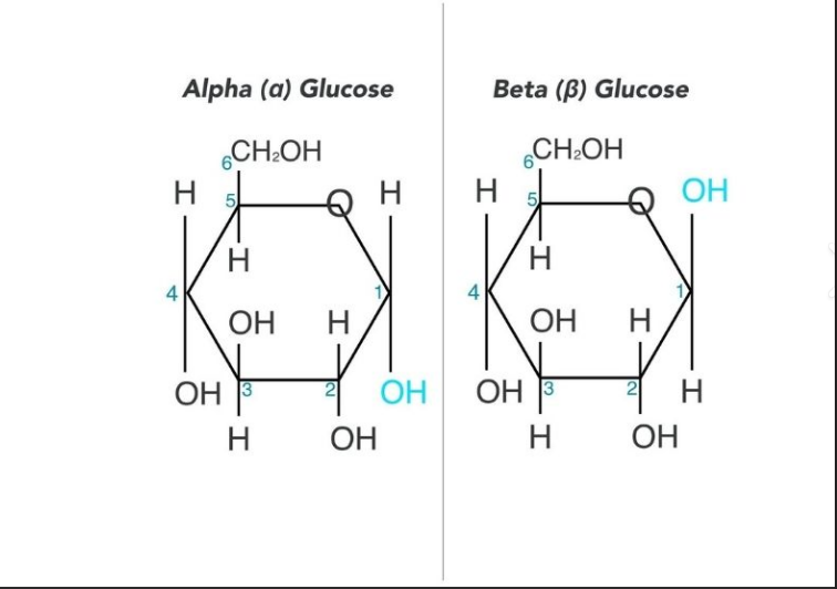 <p>The hydroxyll group is in different positions</p>