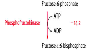 What's a possible enzyme name for this step? Why?  