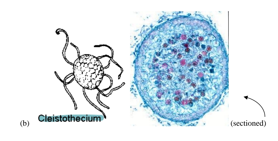 <p>ascocarp - cleistothecium</p>