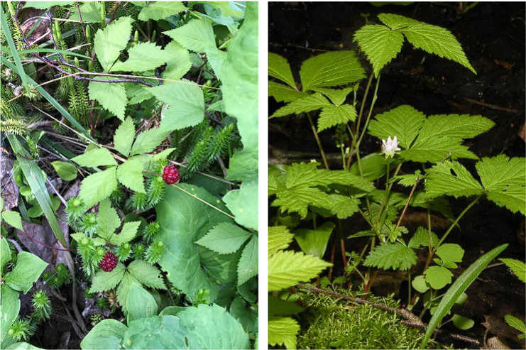 <p>Dwarf Raspberry</p>