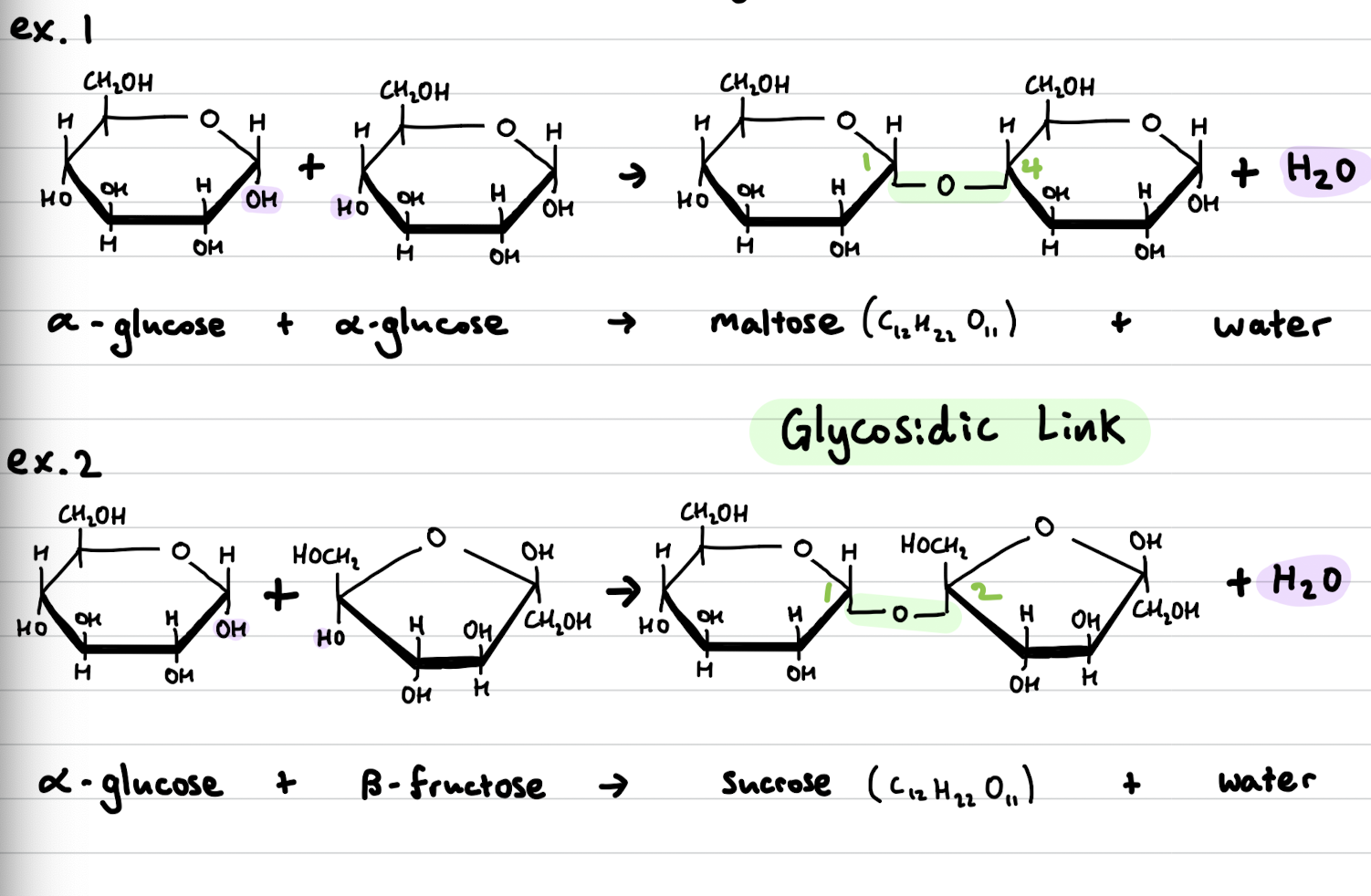 <ul><li><p>Carbohydrate formed from two monosaccharides bonded by glycosidic links in condensation reactions</p></li><li><p>soluble molecules that can be hydrolysed into monosaccharides by acid hydrolysis or enzyme catalysed reactions</p></li></ul>