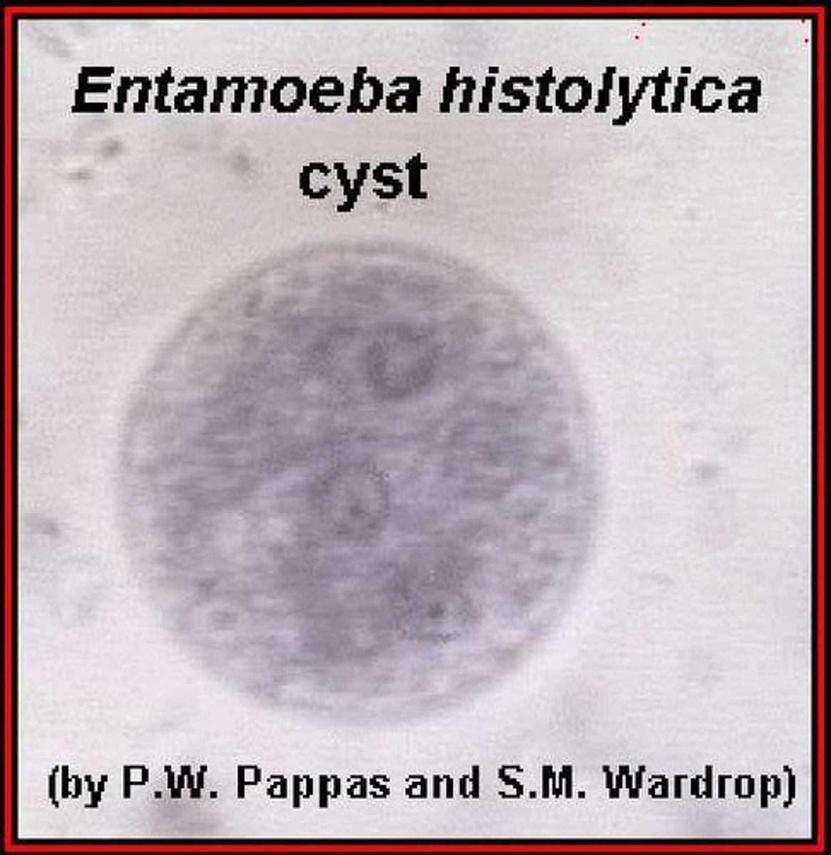 <p>Mature infectious stage with four nuclei.</p>