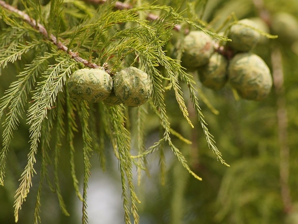 <p>Bald cypress</p>