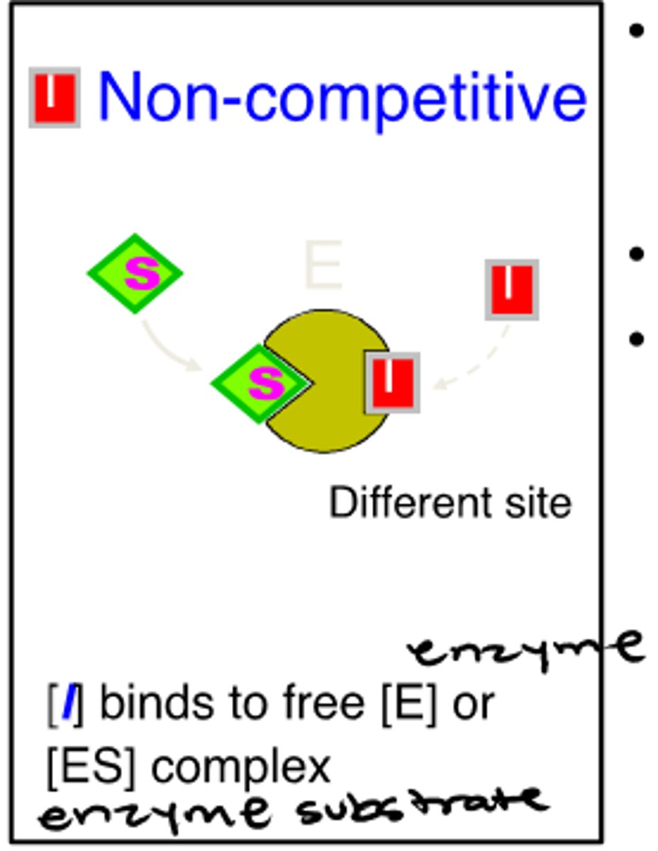 <p>-bind to a site on the enzyme distinct from the active site</p><p>-inhibitors bind to both enzyme and enzyme substrate</p><p>-Vmax decreased</p><p>-Km unchanged</p>