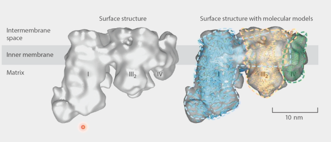 <ul><li><p><span><span>parts of the structure are held together by very strong interactions, but not necessarily by covalent bonds</span></span></p></li><li><p>ex. Electron Transport Chain → complexes are <strong>adjacent</strong>, molecules do not have to diffuse far</p></li></ul><p></p>