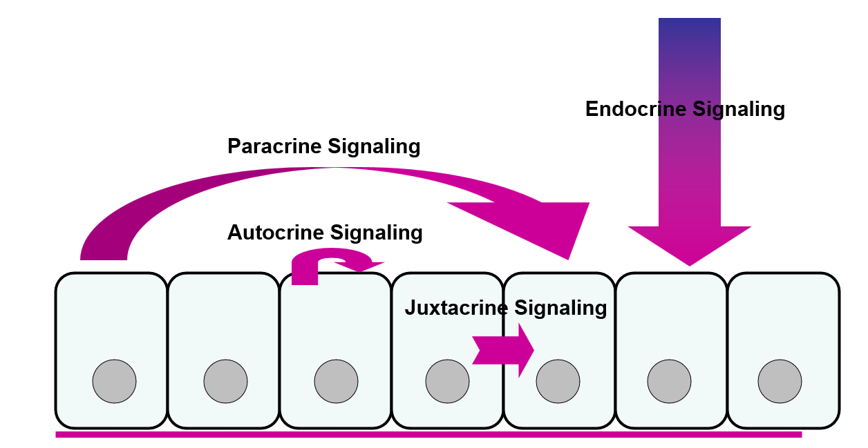 __autocrine__: cells signal to themselves

__juxtacrine__: signal to adjacent cells

__paracrine__: signal across a distance

__endocrine__: signal throughout entire organism