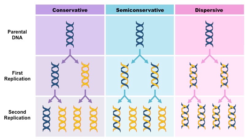 <p>Semiconservative model of replication</p>