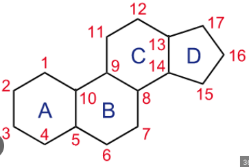 <ul><li><p>4 fused <strong>hydrocarbon rings</strong></p></li><li><p>different <strong>functional groups</strong> are added to ring framework to give different properties.</p></li><li><p><strong>Hydrophobic </strong>and <strong>insoluble</strong> = can pass through <strong>cell membrane</strong></p></li><li><p>low proportion of oxygen to carbon</p></li></ul><p></p>