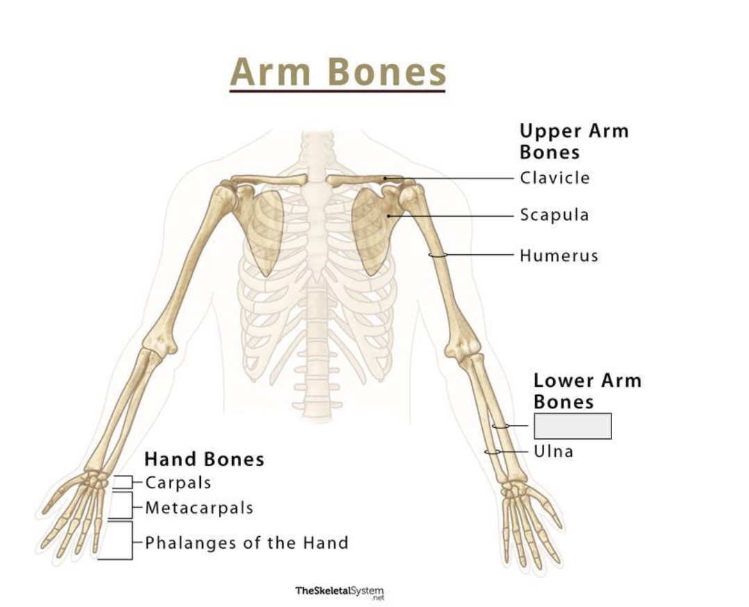 <p>Name the covered bone </p>