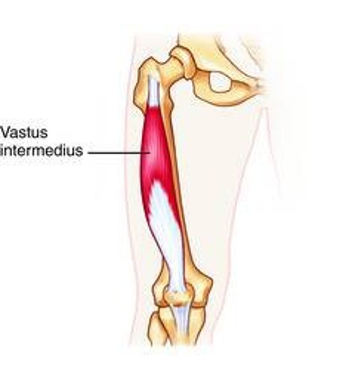 <p>anterior and lateral surface of body of femur</p>