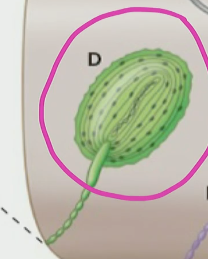 <p>Pacinian Corpuscle</p>