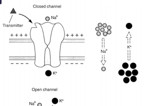 <p>What happens when there is no neurotransmitter bound to the receptors ?</p>