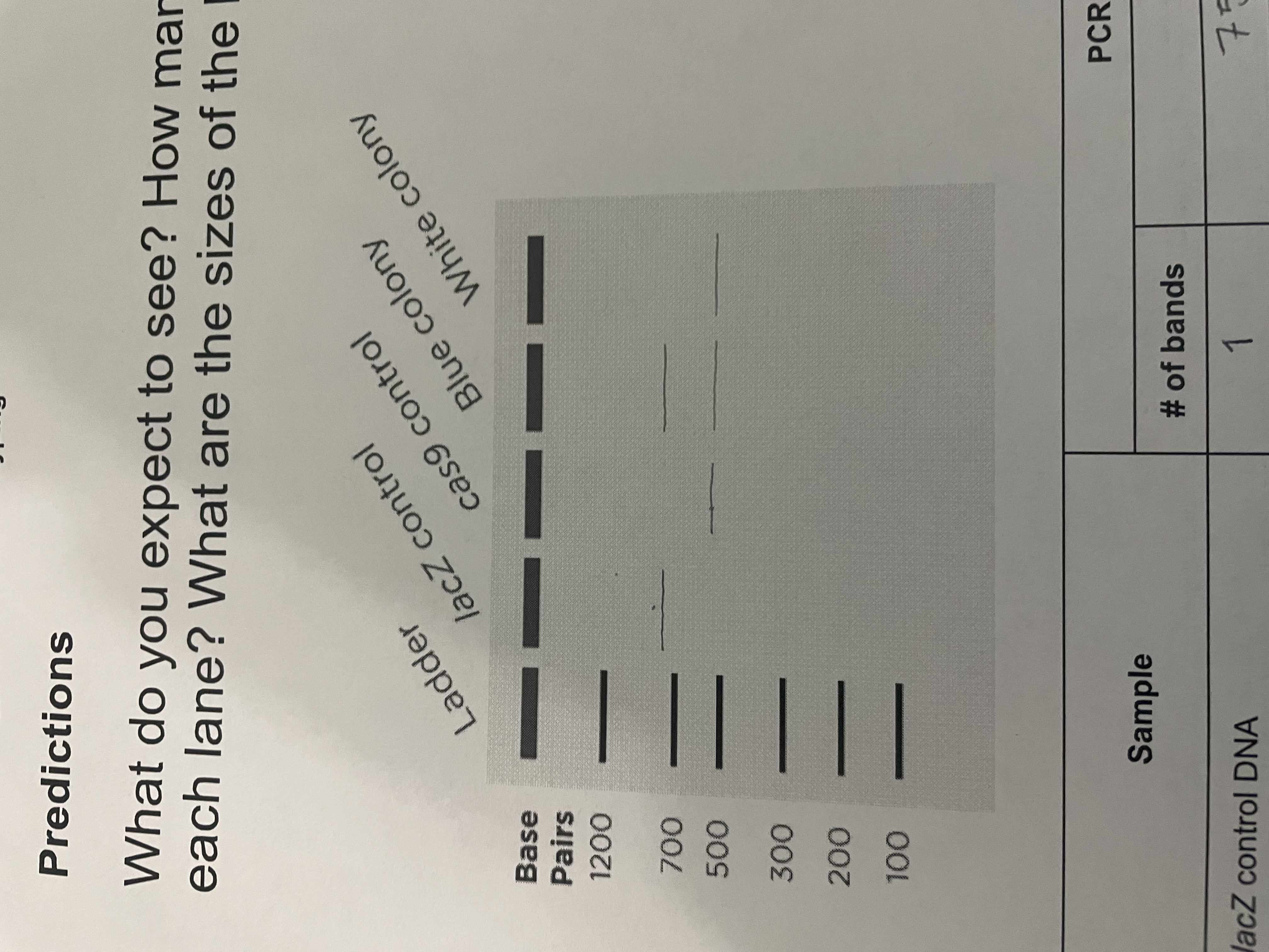 <p>A DNA ladder is added to the gel electrophoresis machine that lets us compare the DNA length of the experimental and control group. Smaller pieces of DNA will move further in through the gel.</p><p>The Experimental (white colony) DNA will have a line for Cas9 but <strong>not</strong> for LacZ because it was cut by Cas9</p><p>The control (blue colony) DNA will have a line for both Cas9 and LacZ because it had a random guide RNA so the LacZ</p>