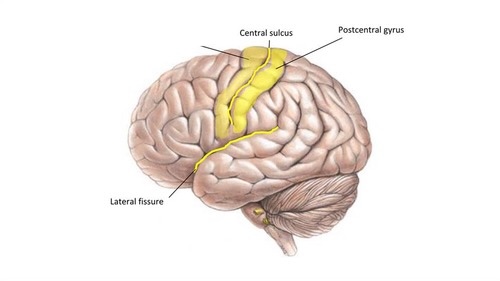 <p>What is this brain regions name and function?</p>