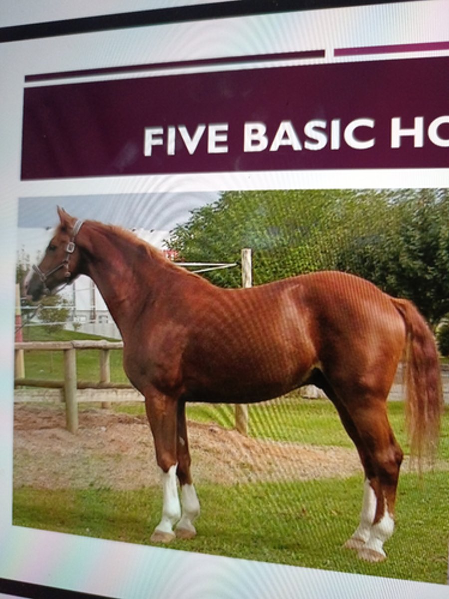 <p>-solid copper-reddish coat, mane &amp; tail close to the same shade as the body coat</p>