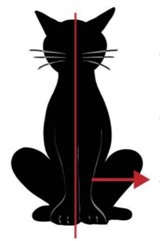 <p>Lateral</p>