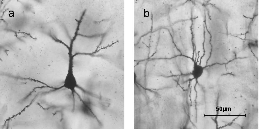 <ul><li><p>star shaped, short and radiate in all directions (no apical)</p></li><li><p>local circuits </p></li><li><p>granual layer IV (input) of neocortex </p></li><li><p>receive thalamocrtical sensory input </p></li><li><p>excitatory (glutamatergic) local processing of thalamus, can also be inhibitory</p></li><li><p>connect to pyramidal cells </p></li></ul><p></p>