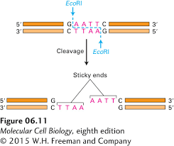 <p>- enzymes that recognize specific double-stranded palindromic DNA sequences<br>[palindromic: 5’ to 3’ sequence of one strand is identical to 5’ to 3’ sequence of antiparallel strand]<br>- isolated from bacteria (natural source; protected via restriction &amp; modification system that protects bacteria from DNA virus infection)<br>- can cut through backbone of double helix of specific identified sequence<br>- many commercially available to labs = process DNA in specific ways<br>- some produce offset cuts<br>= sticky ends on fragments<br>= advantageous in facilitating recombination of restriction fragment with vector DNA<br>(vector of choice can be cut with same restriction enzyme = fragments inserted directly into vector)</p>