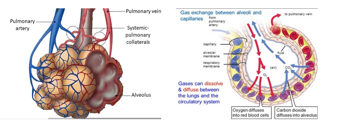 <ul><li><p>Gases can dissolve and diffuse between the lungs and the circulatory system. Oxygen diffuses into red blood cells. Co2 diffuses into alveolus. This is why we breath. </p></li><li><p>Pick up oxygen and discharge C02. </p></li></ul><p></p>