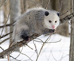 <p><em>Didelphis virginiana</em></p>