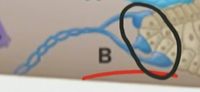<ul><li><p>Detection for fine detail that will constantly fire</p></li></ul><ul><li><p>Merkel’s corpuscle: touch &amp; pressure</p></li></ul><p></p>