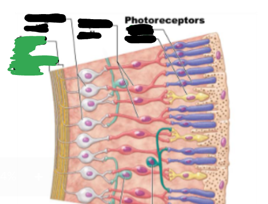 <p>The axon of ganglion cells </p>