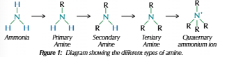 <ul><li><p>Suffix: -amine/-amine ion</p></li><li><p>Nitrogen lone pair can form dative covalent bond with H<sup>+</sup>&nbsp;= NH<sub>4</sub><sup>+</sup></p></li><li><p>Donates lone pair and accepts lone proton = base</p></li></ul><p></p>