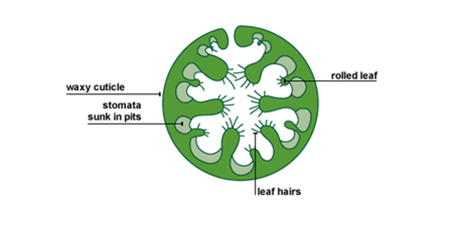 <p>• Stomata sunk in pits that trap moist air, reducing the concentration gradient of water between the leaf and the air. This reduces the amount of water diffusing out of the leaf and evaporating away.</p>