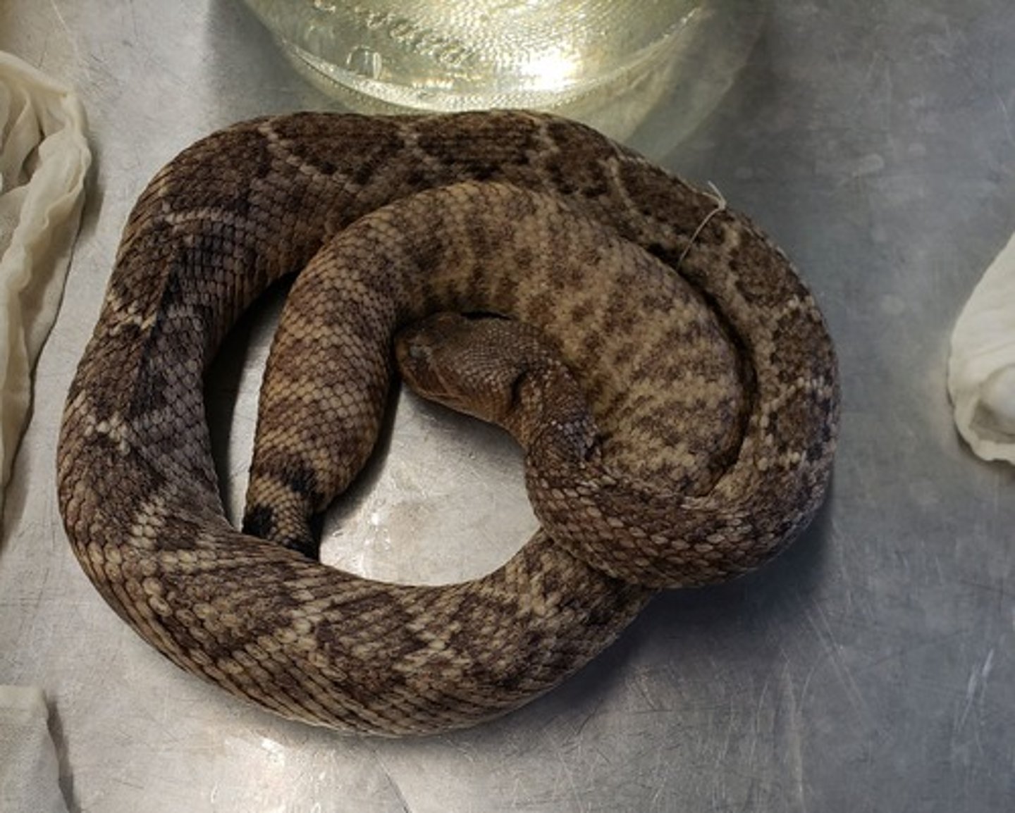 <p>Western Diamondback Rattlesnake</p>