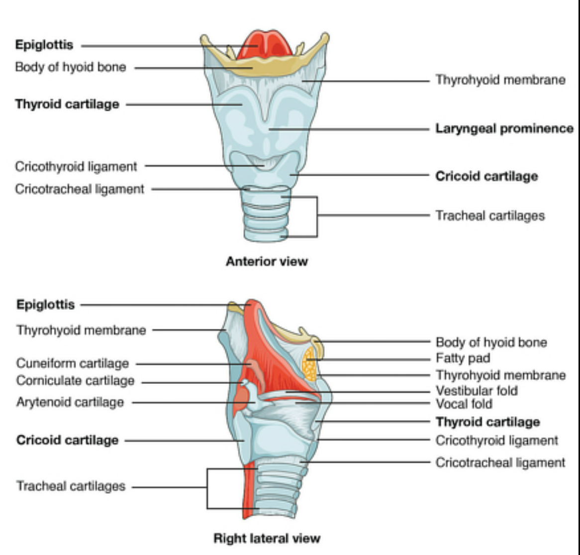 <ol><li><p>circothyroid ligament: fibrous tissue that connects cricoid cartilage to thyroid cartilage in larynx</p></li><li><p>circotracheal ligament: fibrous tissue that joins cricoid cartilage to first ring of trachea</p></li><li><p>cricoid cartilage: below thyroid cartilage, forms complete circle around larynx</p></li><li><p>cuneiform cartilage: most rostral part of artenoid cartilage, lies within aryepiglottic fold </p></li><li><p>corniculate cartilage: small horn shaped cartilage piece on top of arytenoid cartilage </p></li><li><p>arytenoid cartilage</p></li><li><p>vestibular fold: protective upper set of vocal folds to protect them, on top of (8)</p></li><li><p>vocal fold: extends from artyenoid to thyroid cartilage</p></li></ol><p></p>