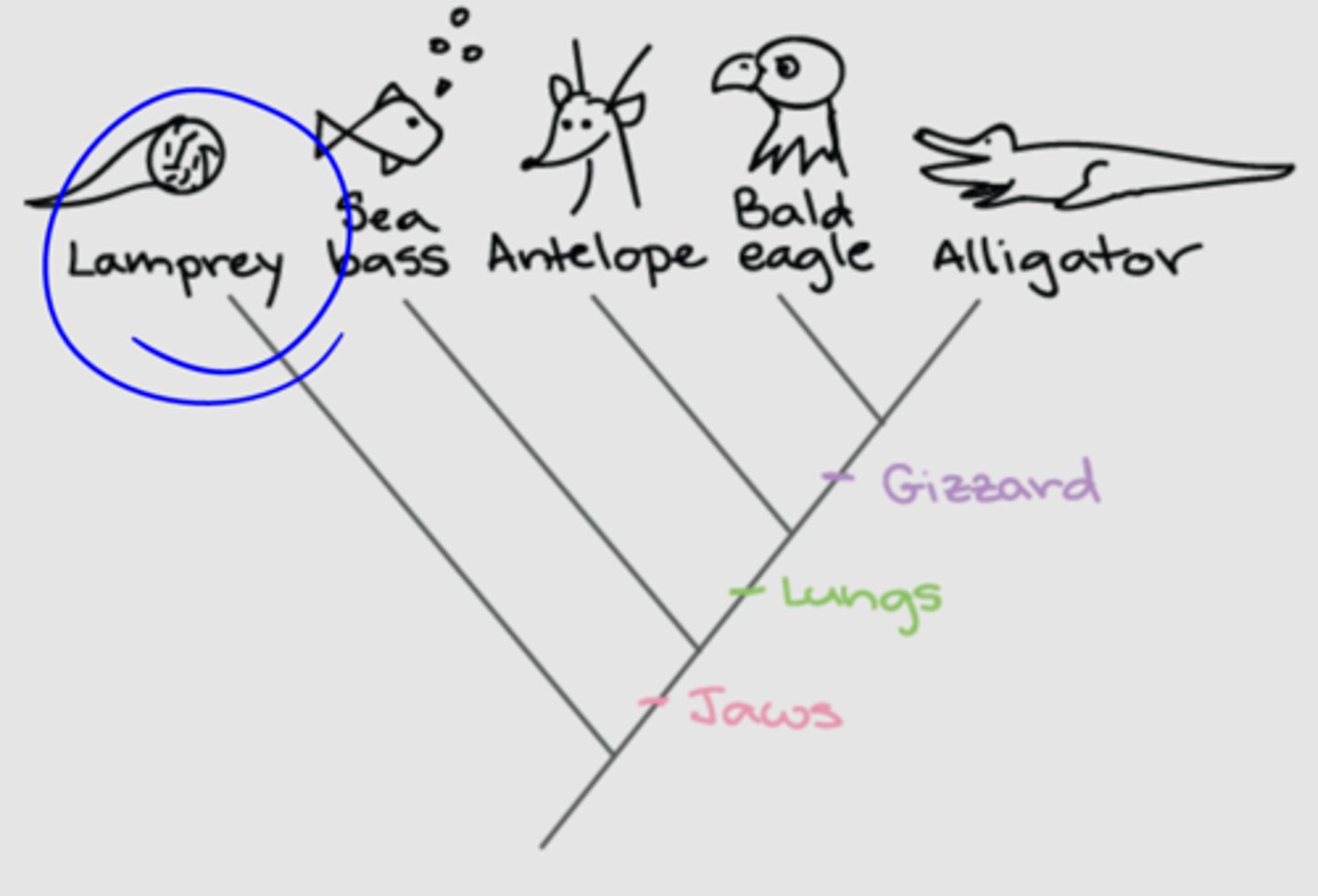 <p>The most distant relative on the tree</p>