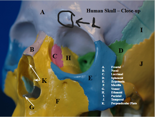 <p>Anterior to ethmoid, just inside eye sockets (C on image)</p>