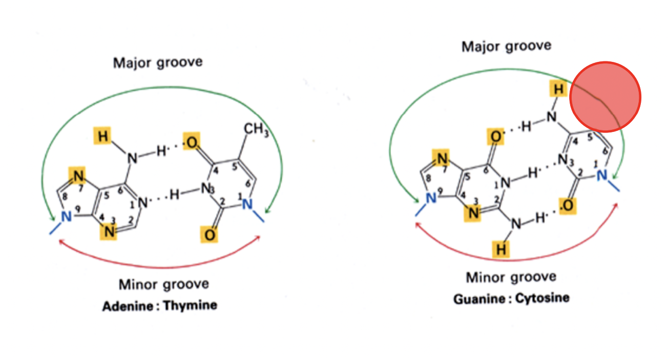 <ul><li><p>Cytosine sticks out</p></li><li><p>epigenetic effect</p></li></ul><p></p>